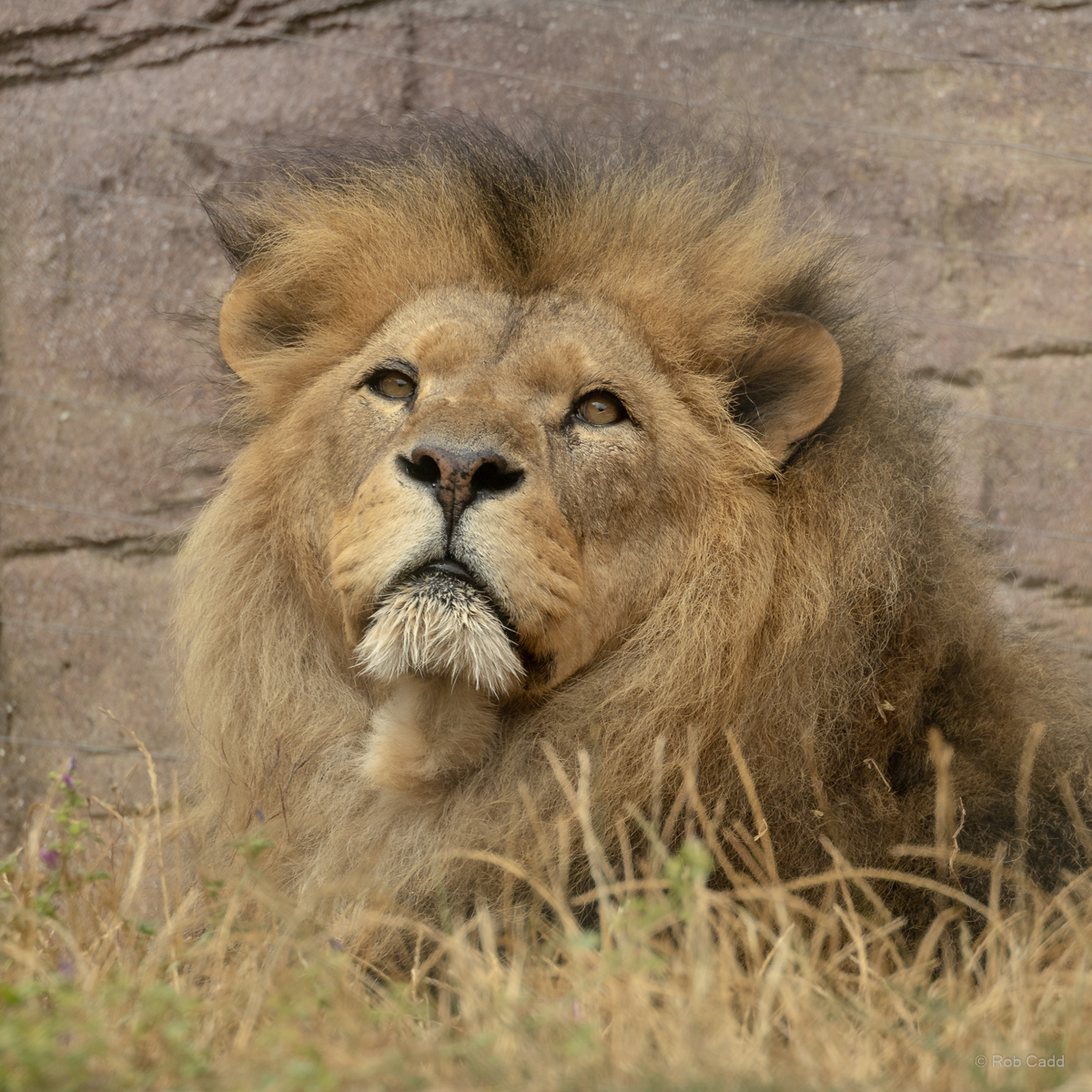 Lion (African lion) : Colchester Zoo : 17 Jul 2025