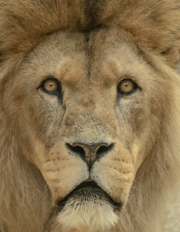 Lion (African lion) : Colchester Zoo : 17 Jul 2025