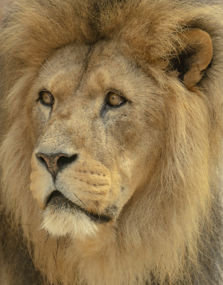 Lion (African lion) : Colchester Zoo : 17 Jul 2025