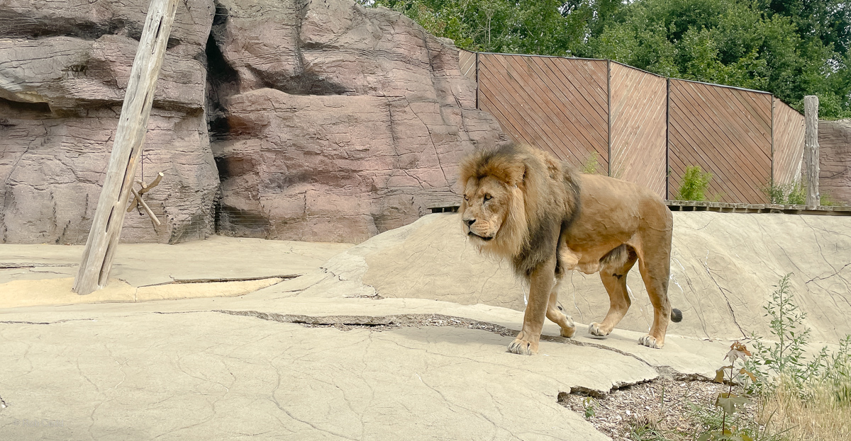 Lion (African lion) (exhibit) : Colchester Zoo : 17 Jul 2025