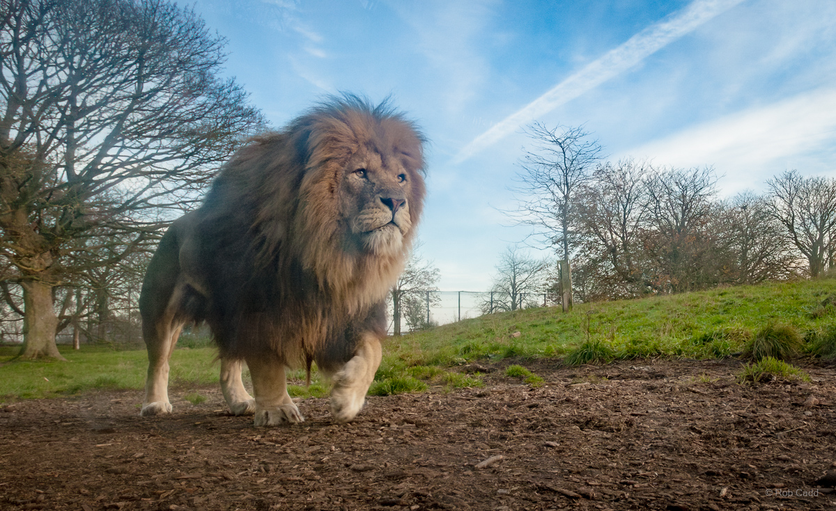Lion (African lion) : Whipsnade : 20 Nov 2011