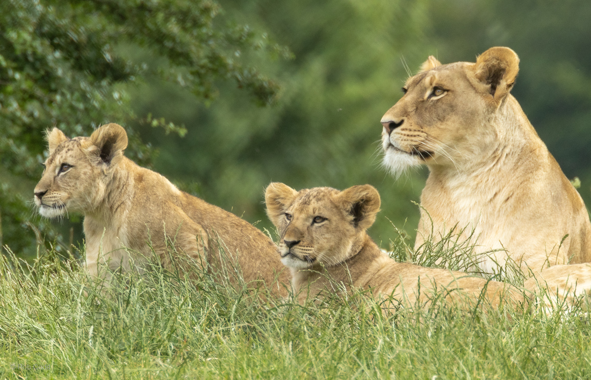 Lion (African lion) : Whipsnade : 22 Jun 2025