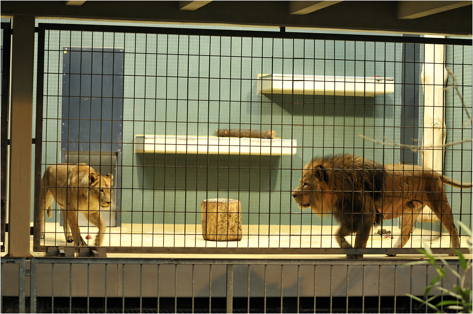 Lion and Barbary lioness at Berlin Zoo