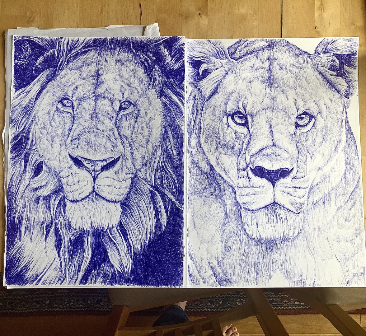 Lion and lioness - ballpoint pen