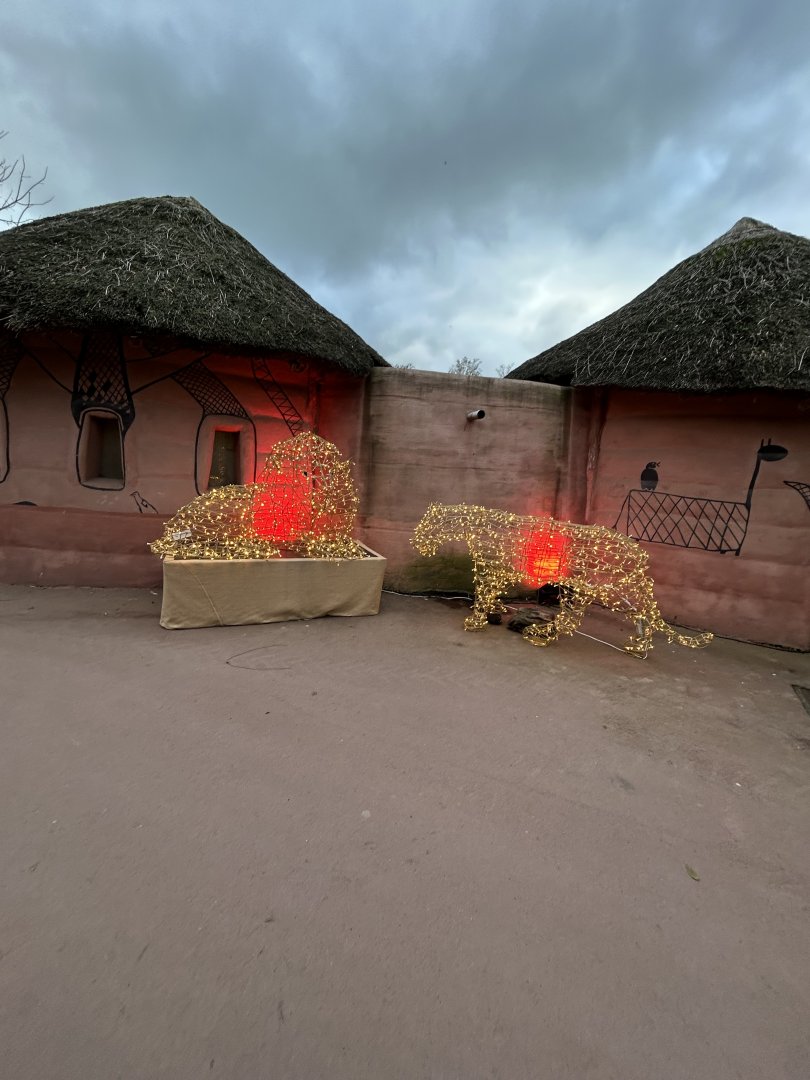 Lion and lioness Christmas animals