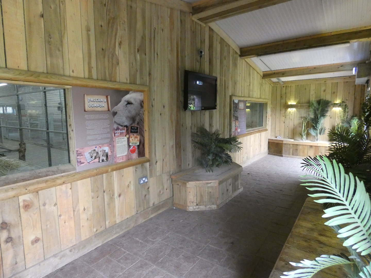 Lion and puma indoor viewing area