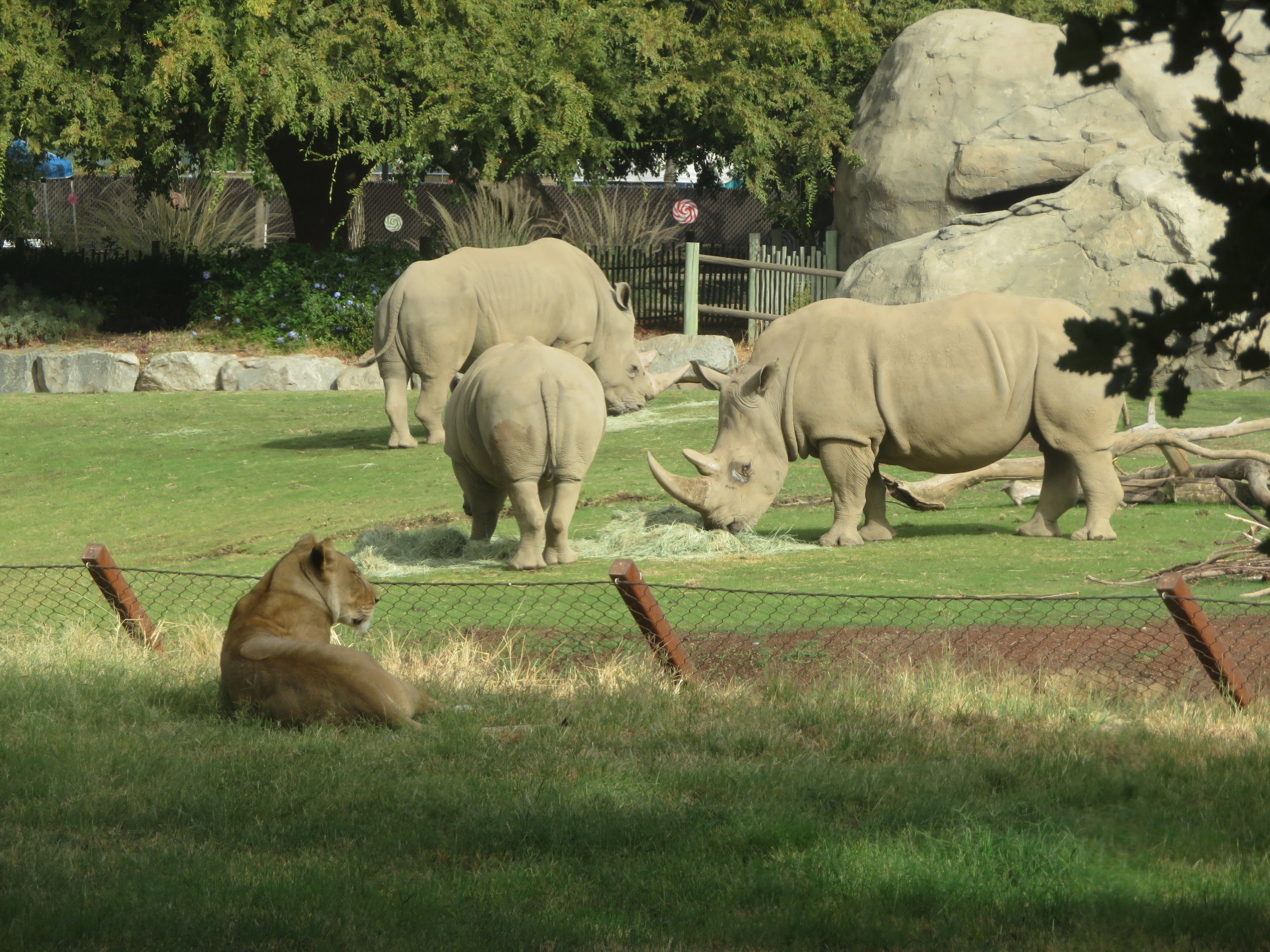 Lion and Rhinos