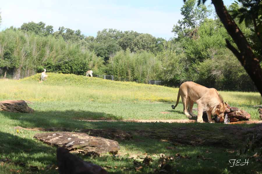 lion and soemerrings gazelles