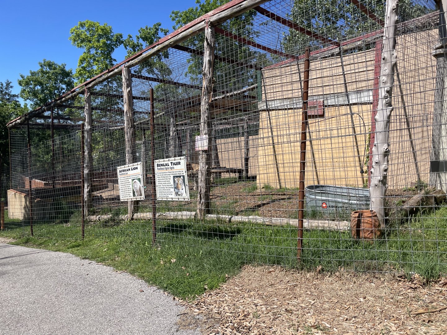 Lion and Tiger Mixed Exhibit- May 2024