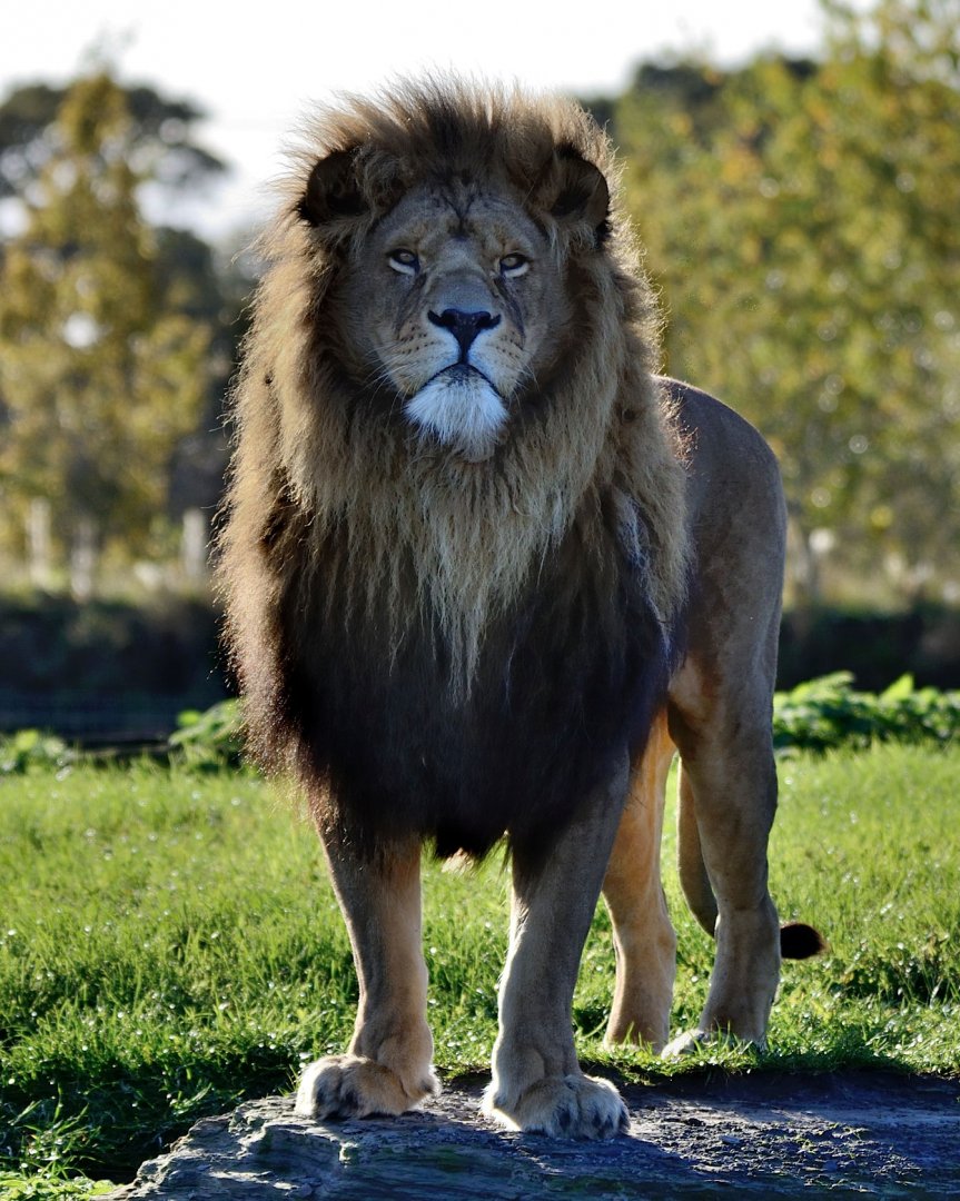 Lion 'Ares' - YWP 26/10/2019