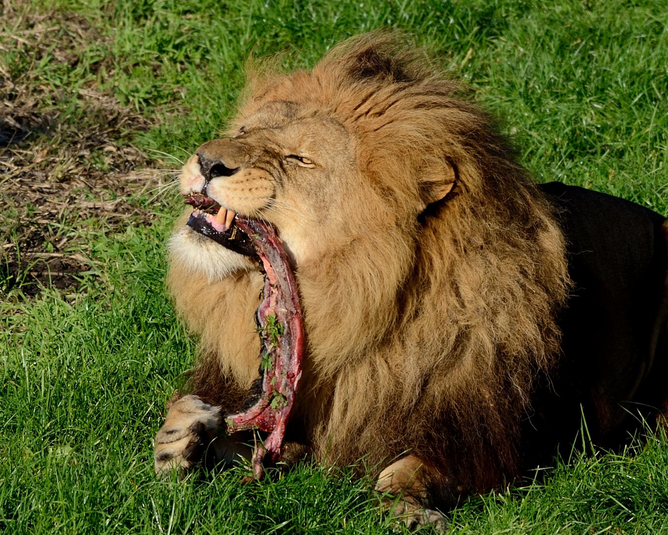 Lion 'Ares' - YWP 26/10/2019