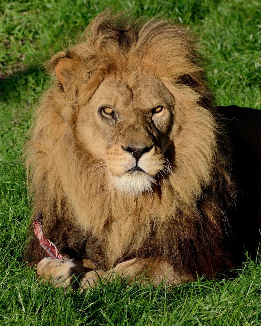 Lion 'Ares' - YWP 26/10/2019