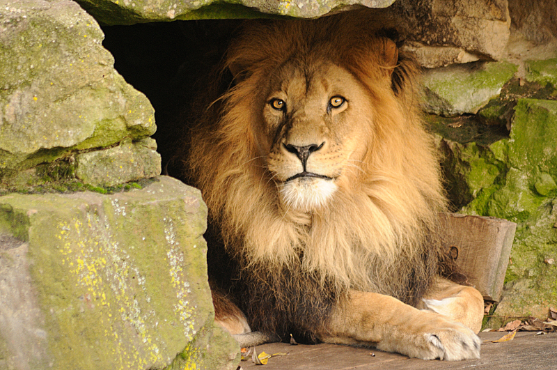Lion at Allwetterzoo