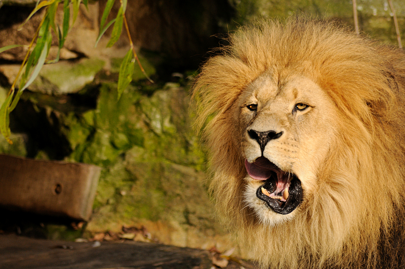 Lion at Allwetterzoo