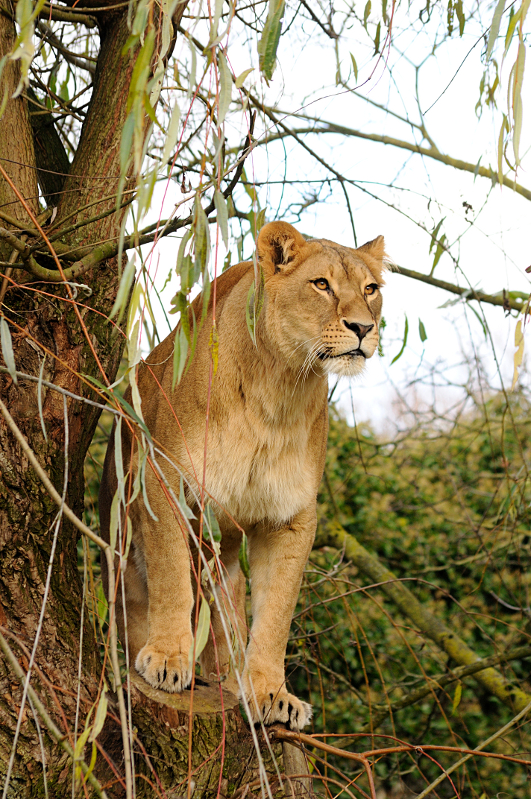 Lion at Allwetterzoo
