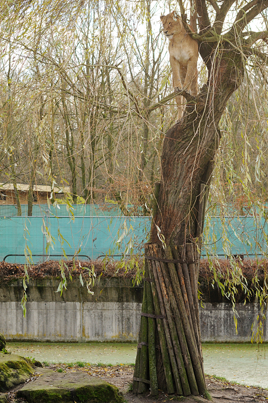 Lion at Allwetterzoo