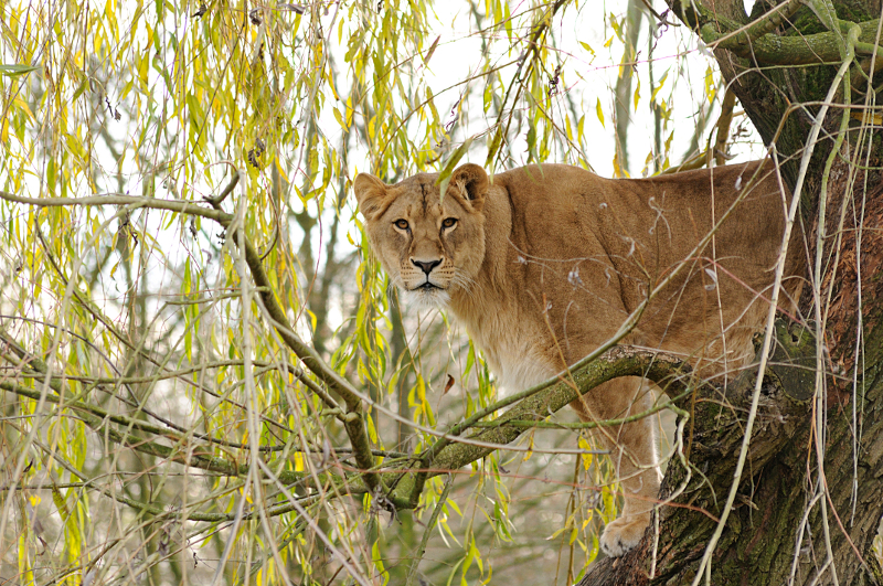 Lion at Allwetterzoo