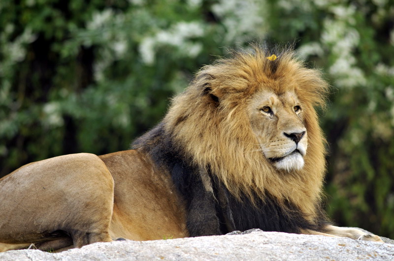 Lion at Augsburg zoo