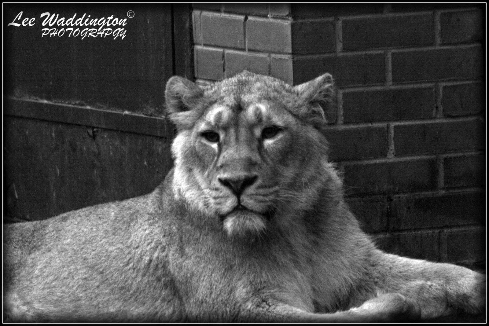 Lion at Chester Zoo