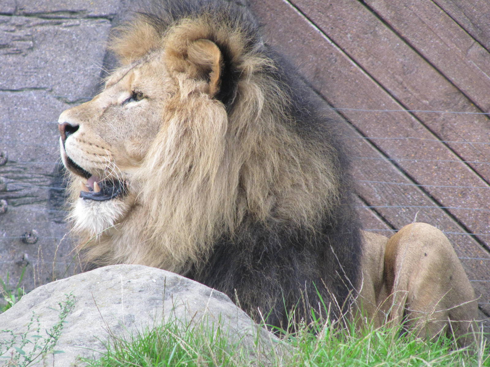 Lion at feed time