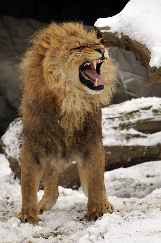 Lion at Hagenbeck