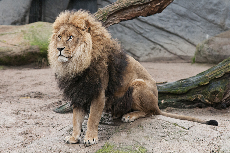 Lion at Hamburg