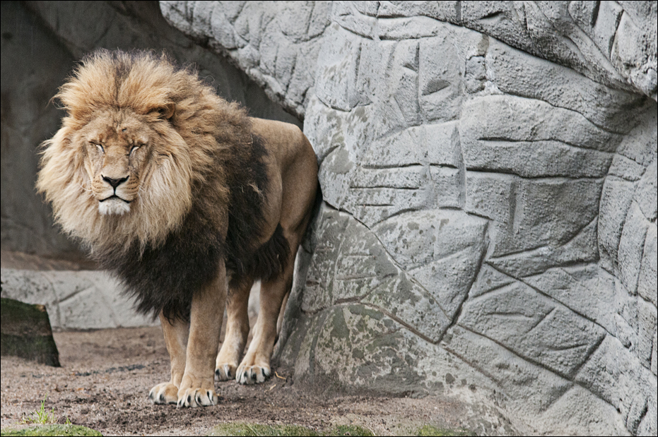 Lion at Hamburg