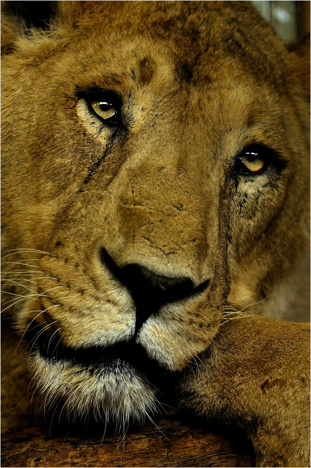 Lion at Heidelberg zoo