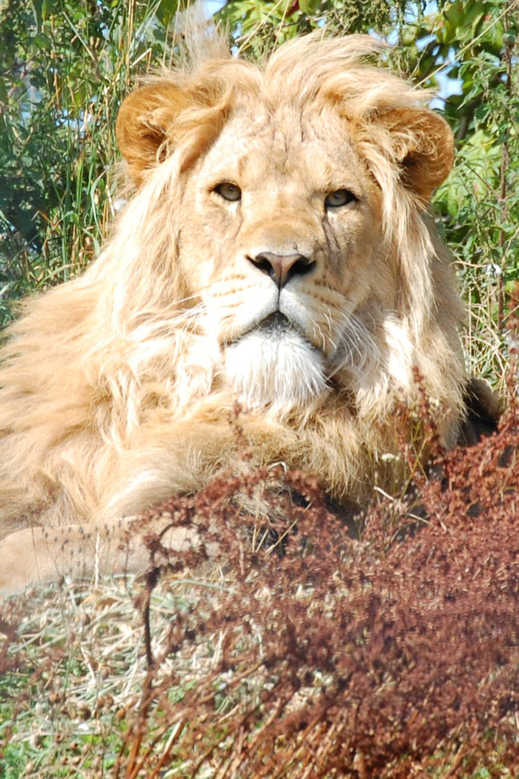 Lion at Linton Zoo