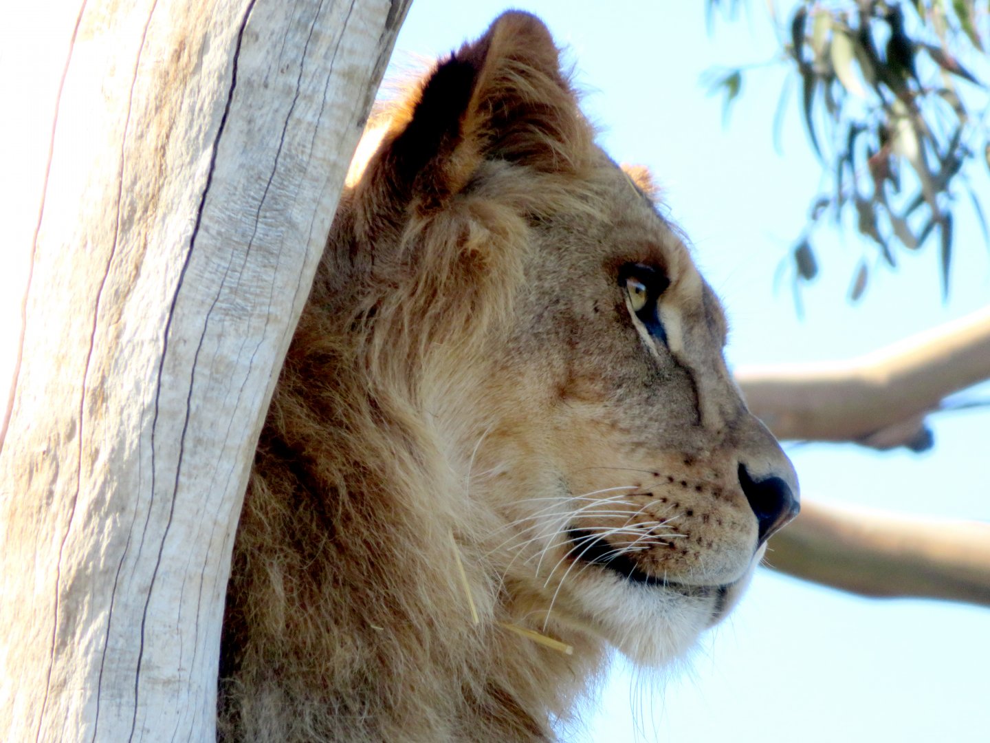 Lion at Melbourne Zoo