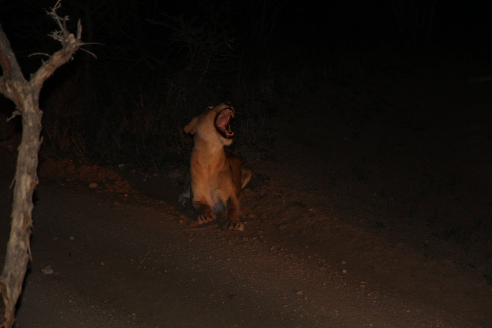 Lion at night (September 2012)