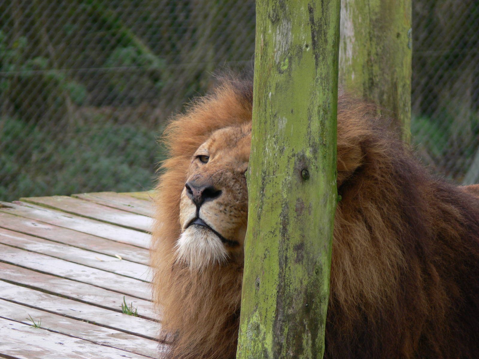 Lion at South Lakes WAP 24/11/12