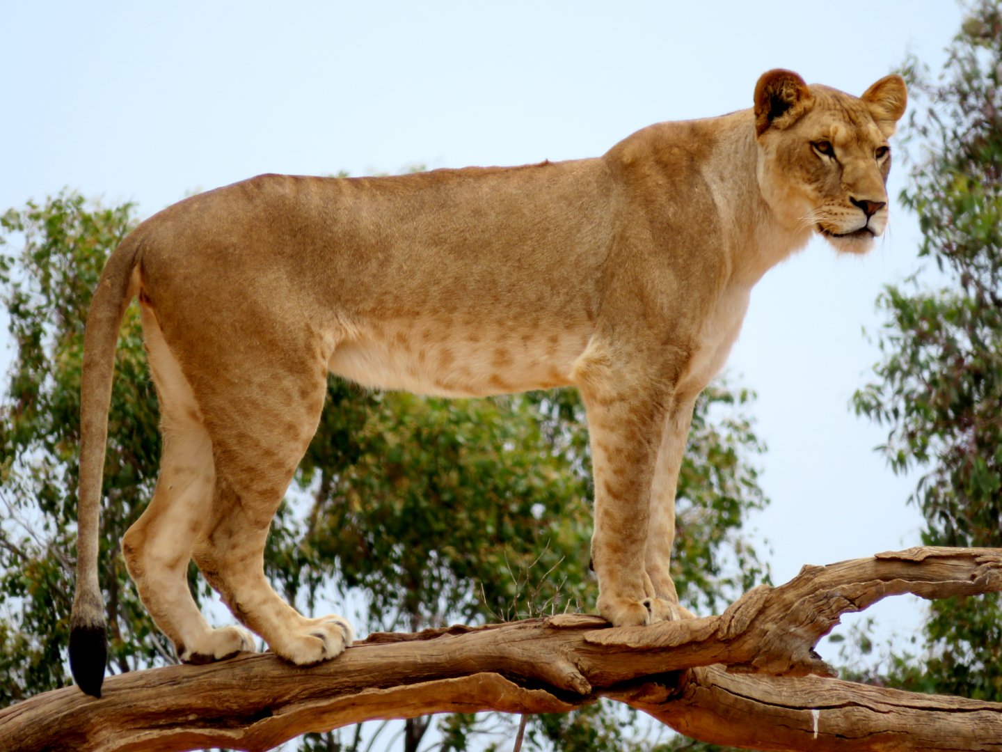 Lion at Werribee Open Range Zoo