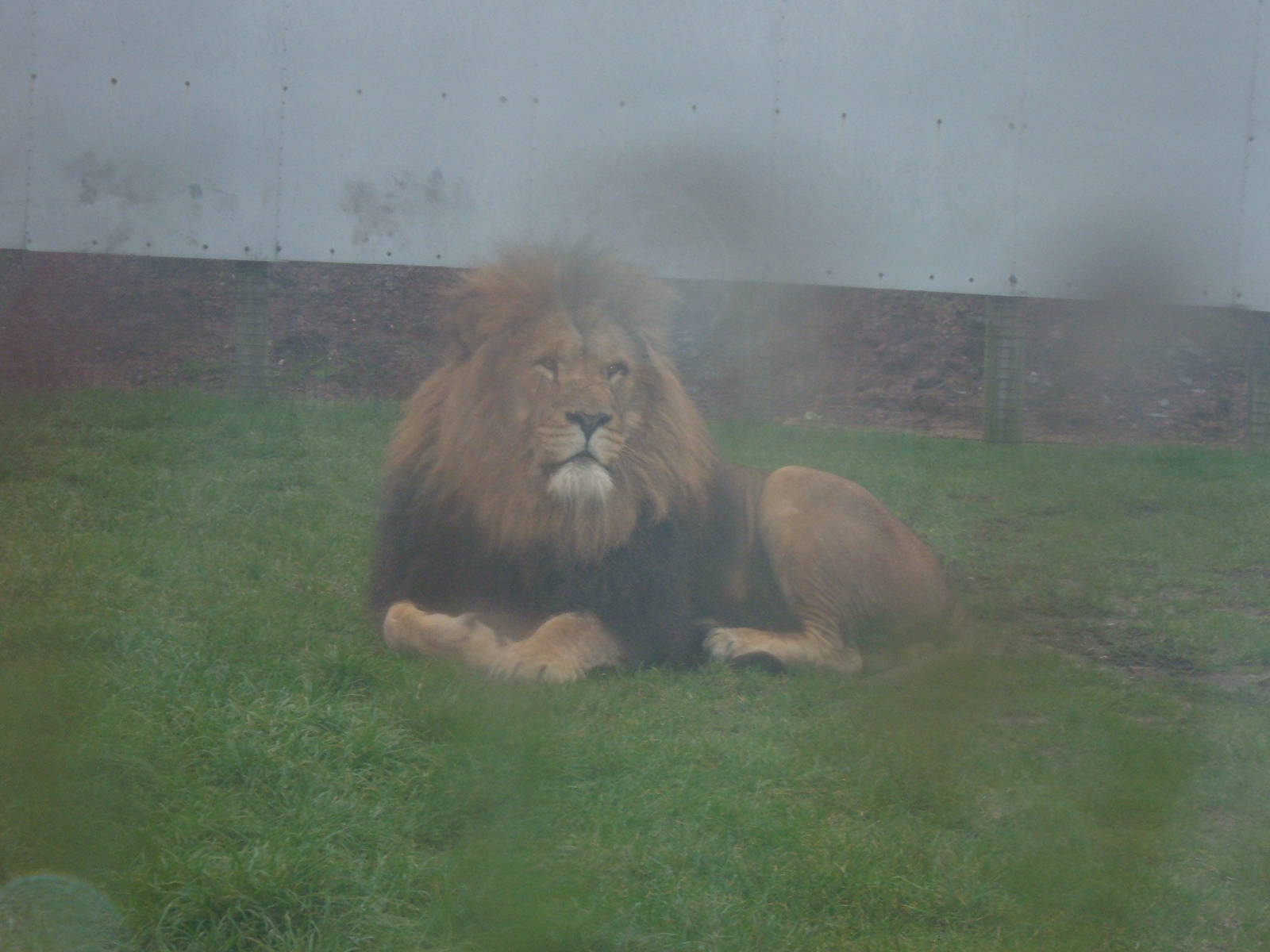 Lion at West Midlands Safari Park