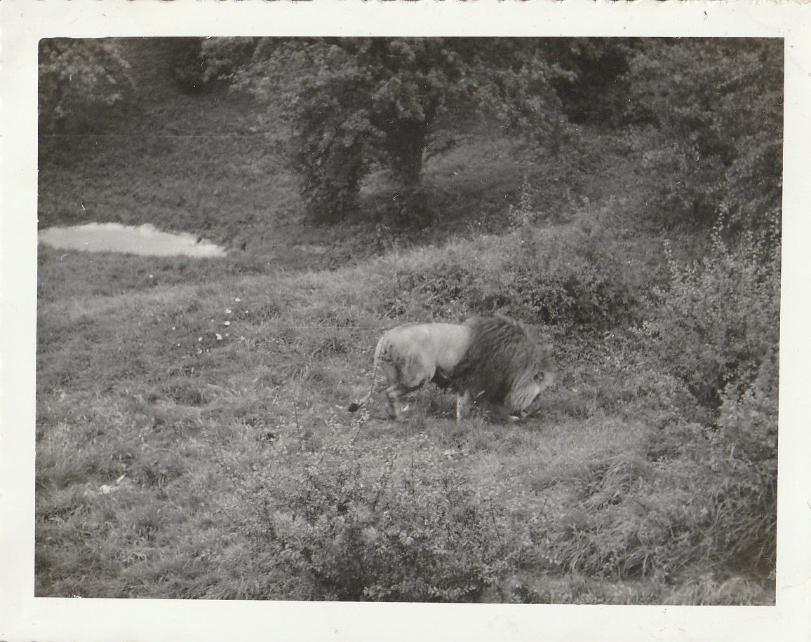 Lion at Whipsnade Zoo - taken circa August/September 1960