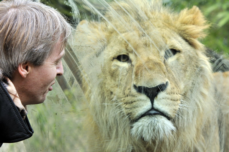 Lion at window