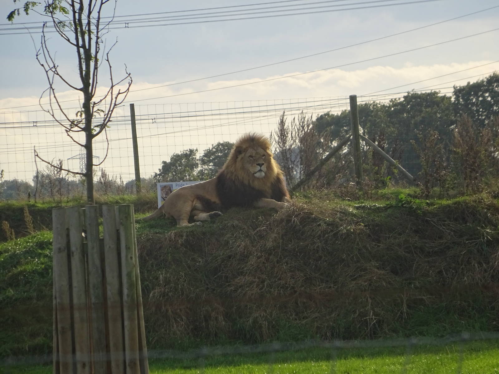 Lion at Yorkshire Wildlife Park