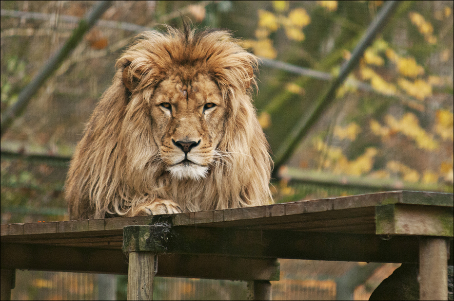 Lion at Zoo in der Wingst