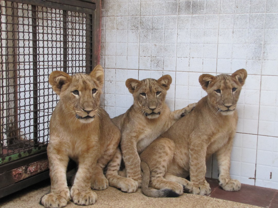 lion baby (tehran zoo)