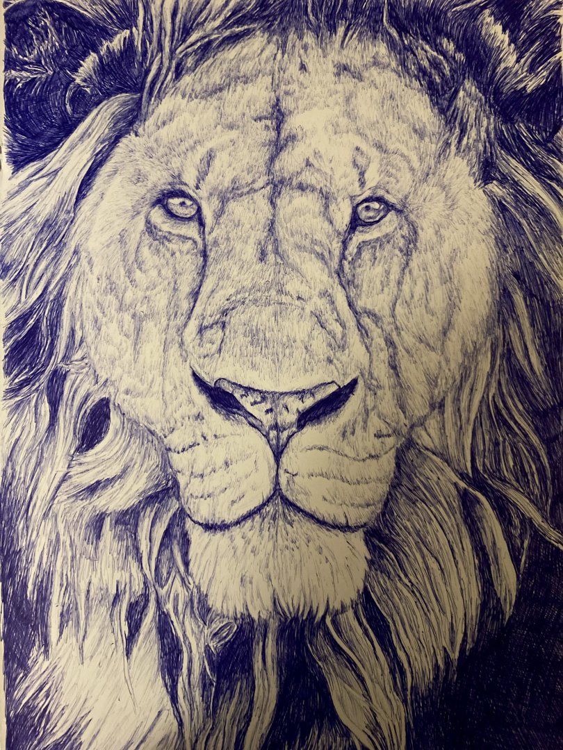 Lion ballpoint drawing