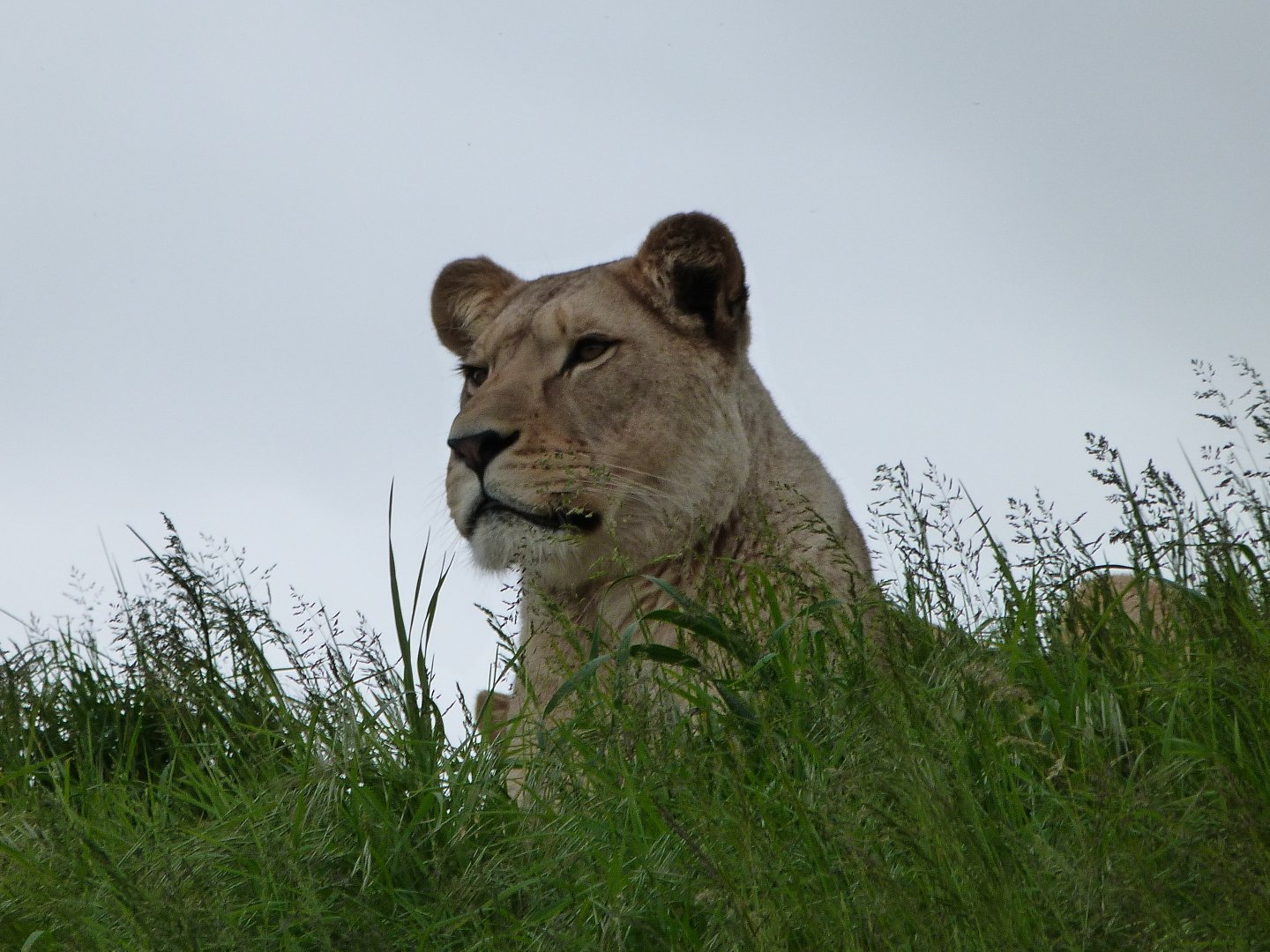 Lion -Bioparc de Doué la Fontaine (2025)