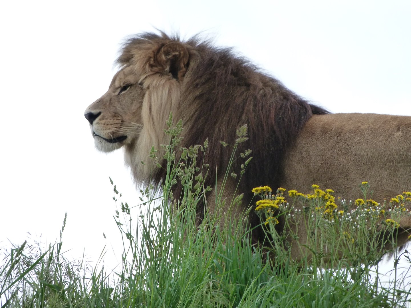 Lion -Bioparc de Doué la Fontaine (2025)