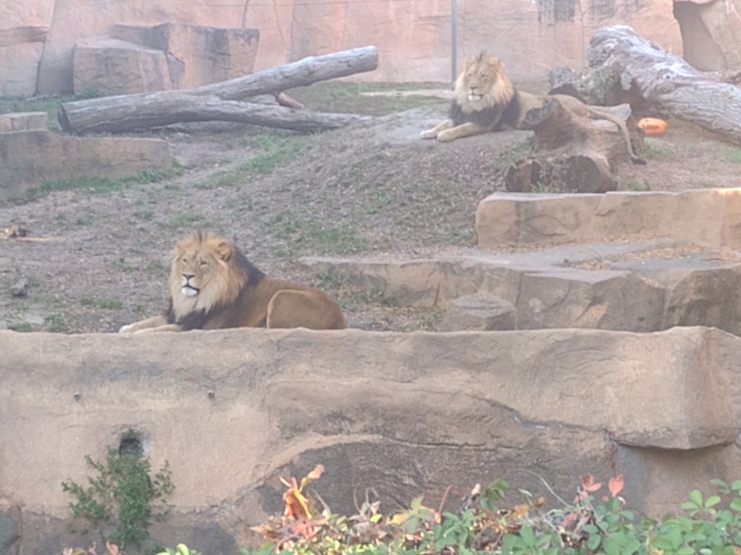 Lion brothers Brutus and Titus