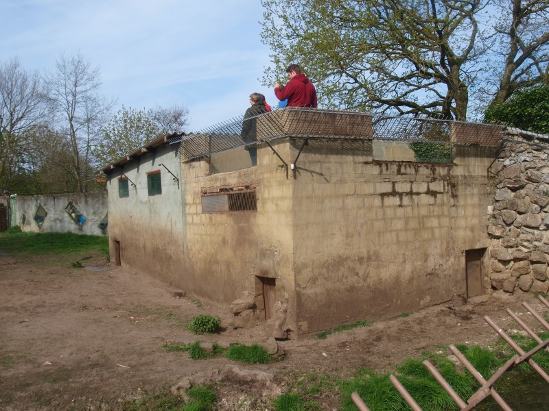 Lion building and viewing area (April 19th, 2015)