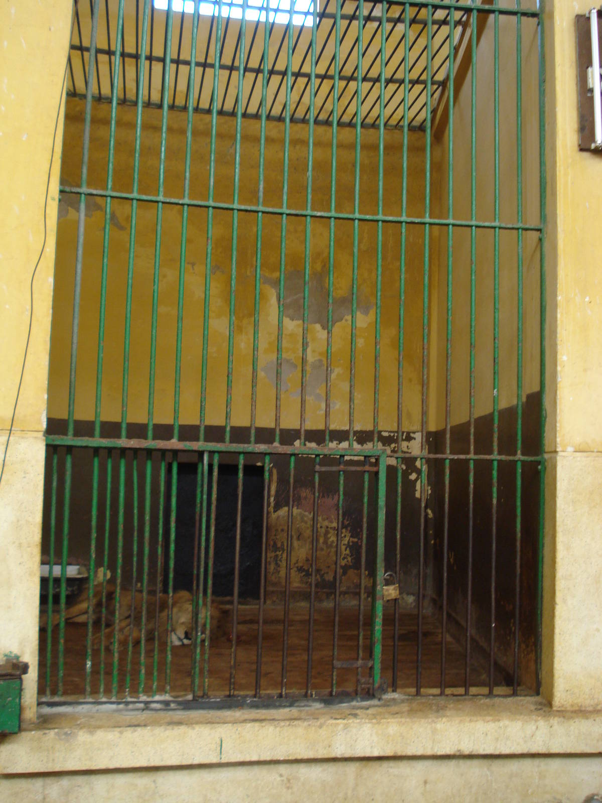 Lion cage in the lion house