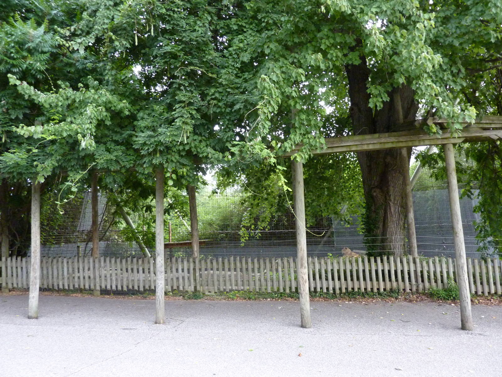 Lion Cage - Viewing Area