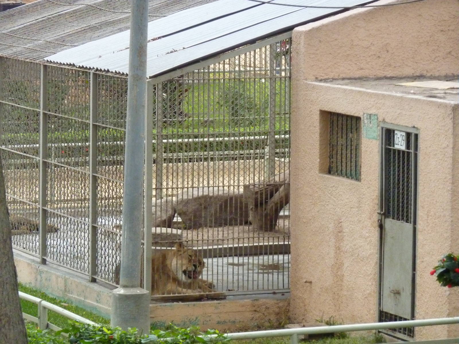 Lion cage