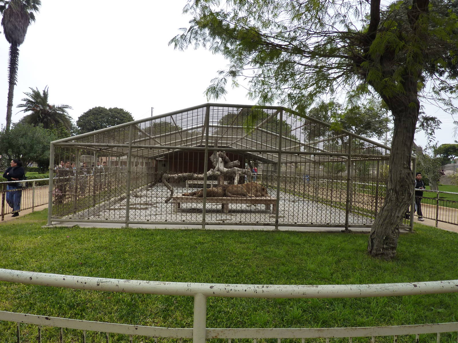 Lion cage