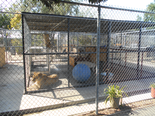 Lion cage