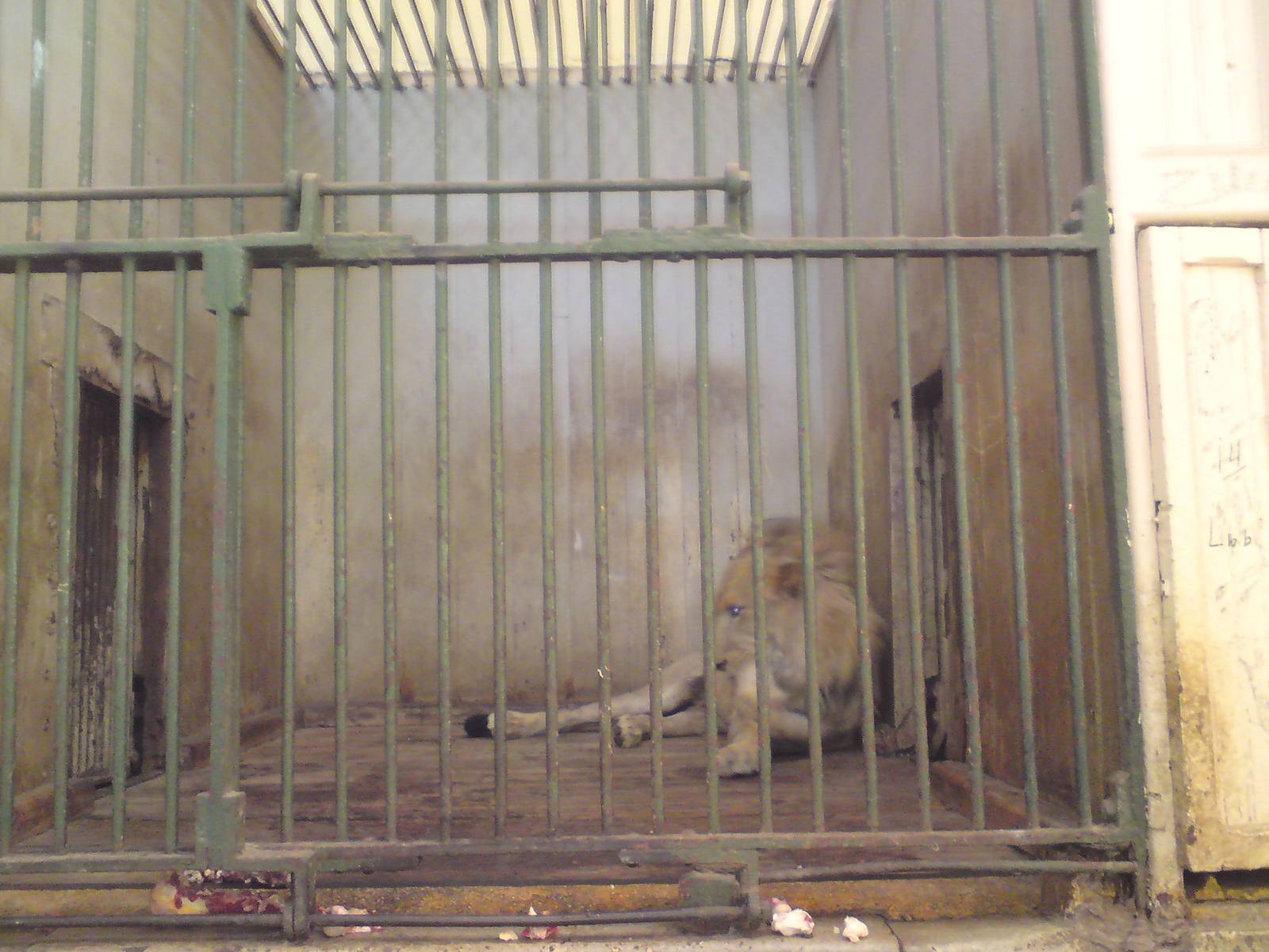 Lion cages